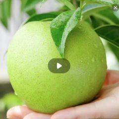 (墨晨夏专属】正宗砀山青皮蜜梨新鲜皇冠.