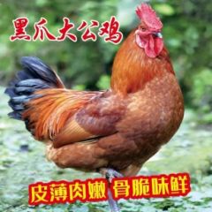散养黑抓大公鸡(99元2只 6斤以上 净堂)