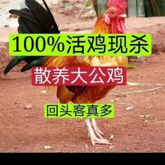 御琳军专属山林散养大公鸡