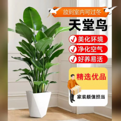恒欣兔【自由飞翔】天堂鸟盆栽室内办公室绿植