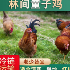 放养走地鸡 黄脚童子鸡 不带内脏